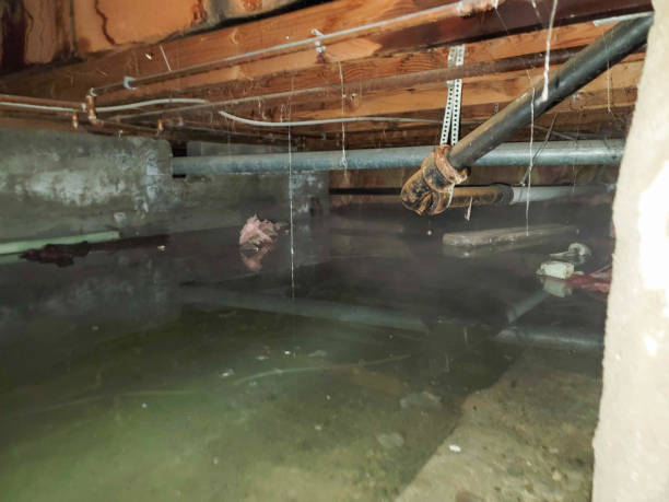 Best Sewage cleanup and water damage restoration  in Arche, OK